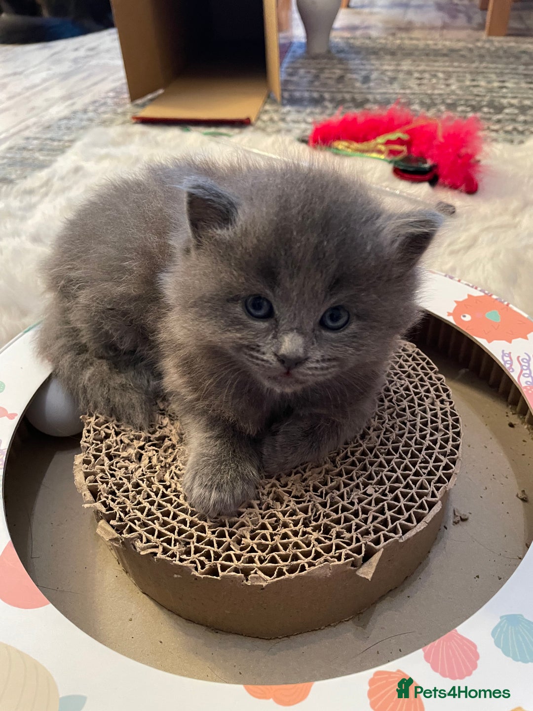 Ragdoll cats for sale: Beautiful Ragdoll kittens rare blue colour - Advert 2