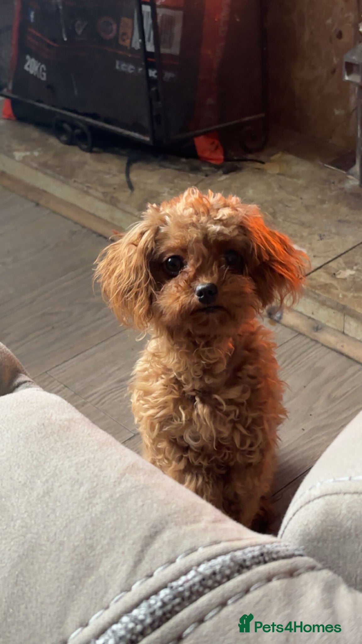 Cavapoo dogs Cavapoo female  - Advert 5