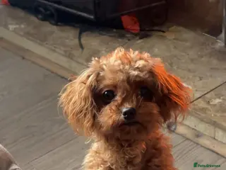 Cavapoo dogs Cavapoo female - Advert 8