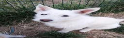 Mixed Breed dogs for adoption: ❤️SNOWY❤️– SMALL, SWEET & SOCIAL GIRL - Advert 6