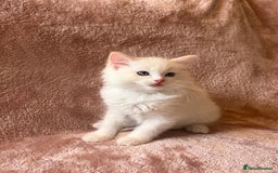 Ragdoll cats for sale: Quality kittens from DNA tested parents - Image 4