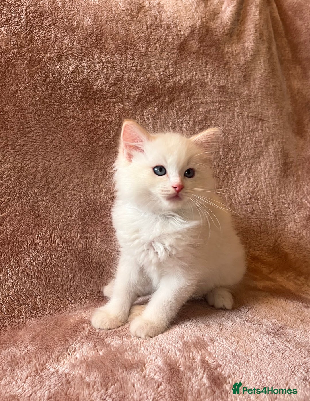 Ragdoll cats for sale: Quality kittens from DNA tested parents - Image 4