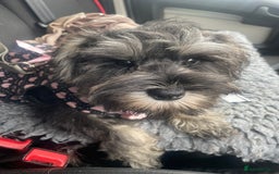 Miniature Schnauzer dogs for sale: Miniature schnauzer puppies ready now🐾 - Advert 1