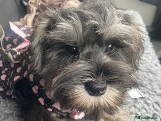 Miniature Schnauzer dogs - Advert 5