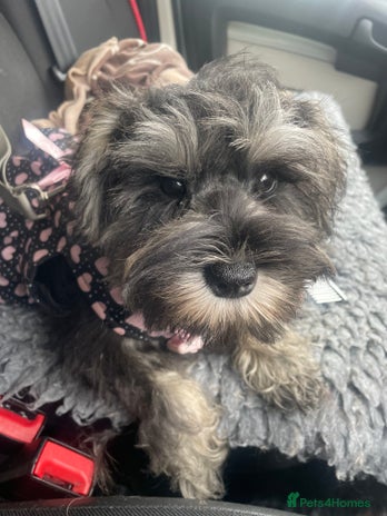 Miniature Schnauzer dogs - Advert 7