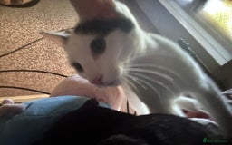 Oriental cats for sale: oriental cross  - Image 1