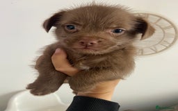 Mixed Breed dogs for sale: Shitzu x Jack Russell puppies  - Image 8