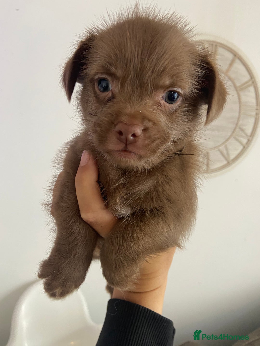 Mixed Breed dogs for sale: Shitzu x Jack Russell puppies  - Image 8