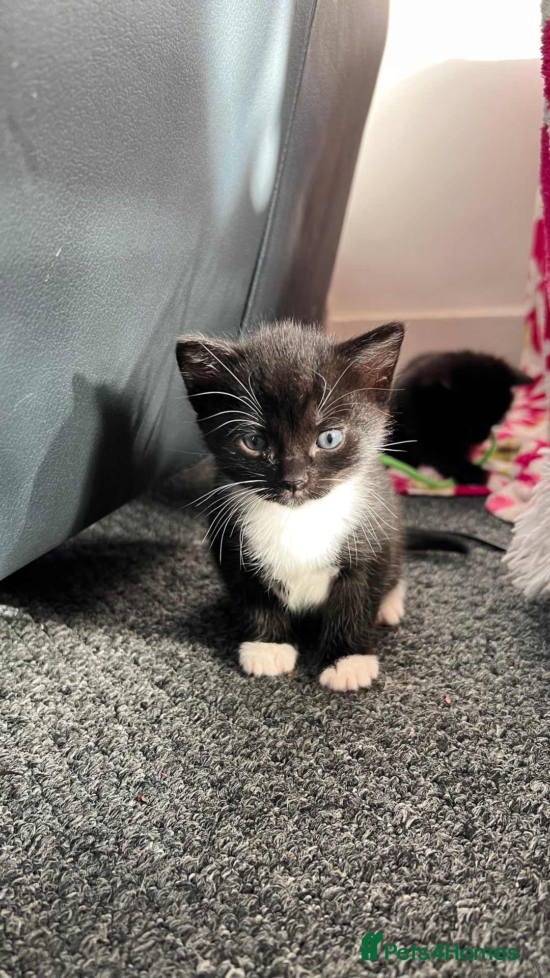 Mixed Breed cats for sale: adorable tuxedo kittens - Advert 20