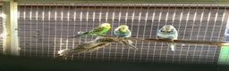 Budgerigars birds for sale: Young and Adult Budgies - Advert 15