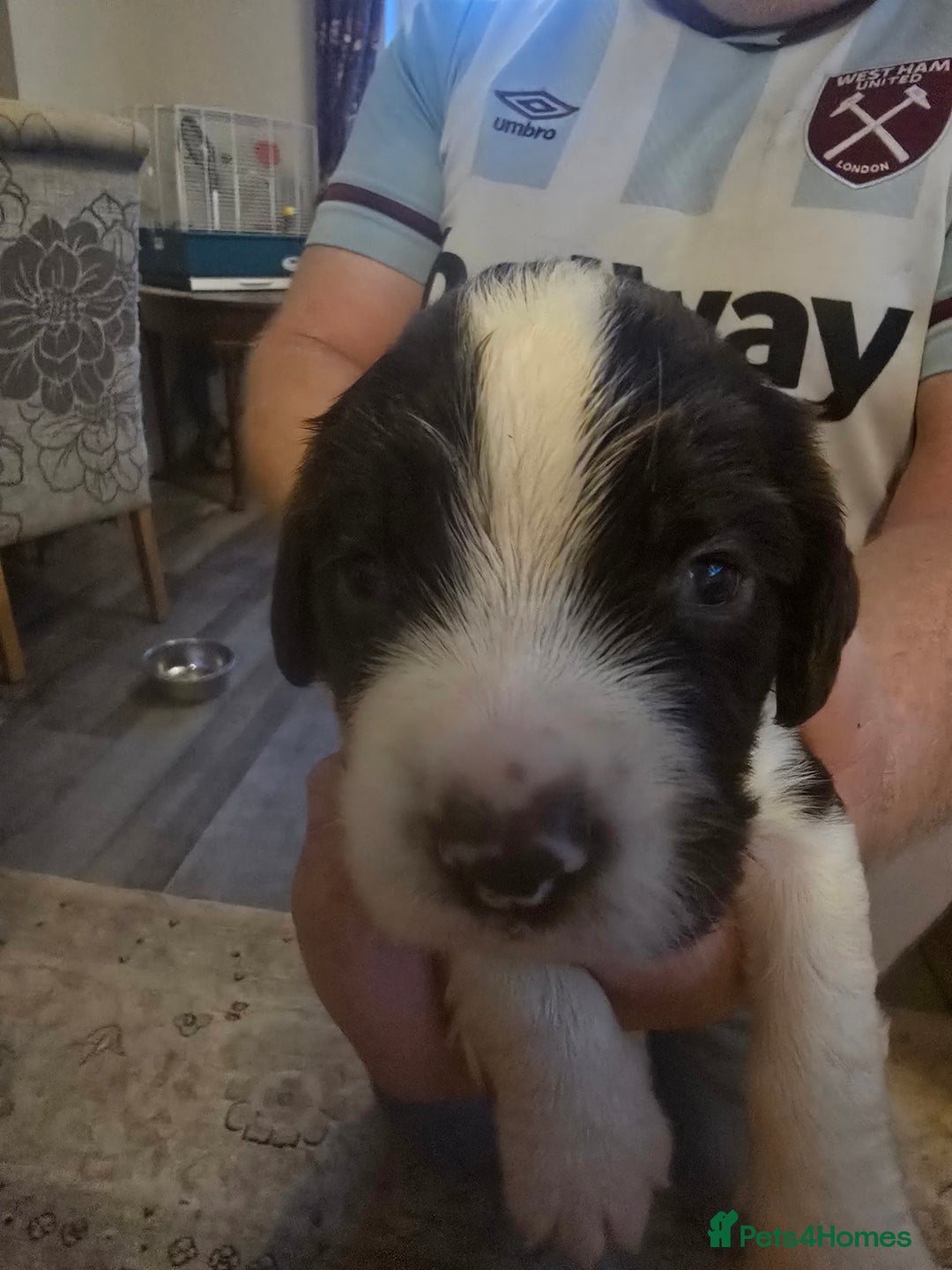 English Springer Spaniel dogs for sale: English Springer Spaniel liver & white pups - Advert 27