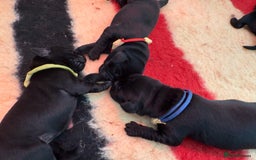 Labrador Retriever dogs for sale: Beautiful chunky litter of black pups  - Advert 15