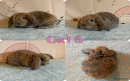 Mini Lop rabbits for sale: Baby Mini Lop Rabbits  - Advert 6