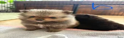 Pomeranian dogs for sale: Pomeranian puppies available for loving homes 💙💗 in Ilkeston - Advert 4