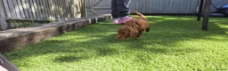Cavapoo dogs for sale:  🩵Red cavapoos, ready to leave🩵 - Advert 24