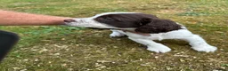 English Springer Spaniel dogs for sale: Springer spaniel puppies  in Bala - Advert 5