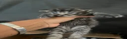 Mixed Breed cats for sale: Silver British short hair  - Advert 5