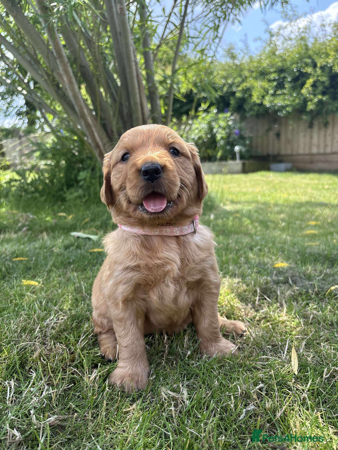 Golden Retriever dogs for sale: Kc pedigree golden retrievers (fox red  in Malton - Image 10