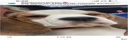 Beagle dogs for sale: STUNNING LITTER OF KC REG CHAMPION LINE BEAGLES  - Advert 14