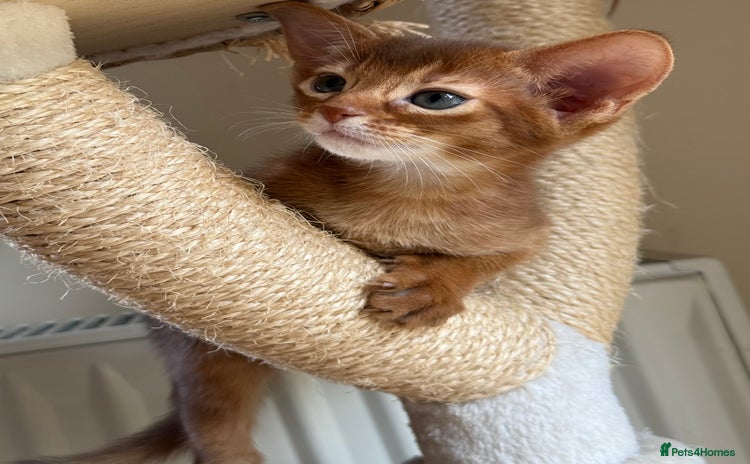 Abyssinian cats - Advert 1