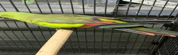 Ringnecks birds for sale: Hen rock Pebbler dna sexed  - Advert 2