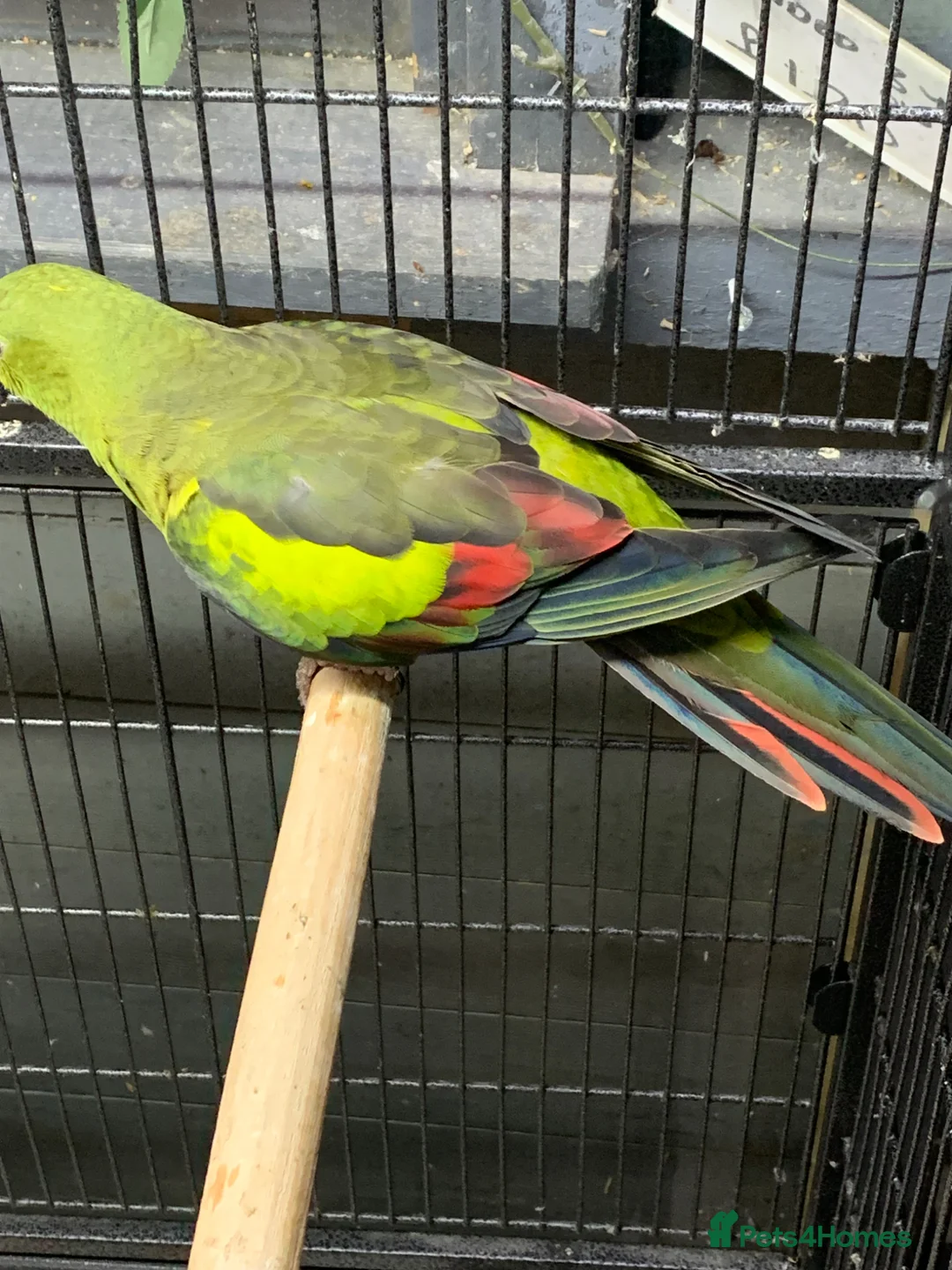 Ringnecks birds for sale: Hen rock Pebbler dna sexed  - Advert 2