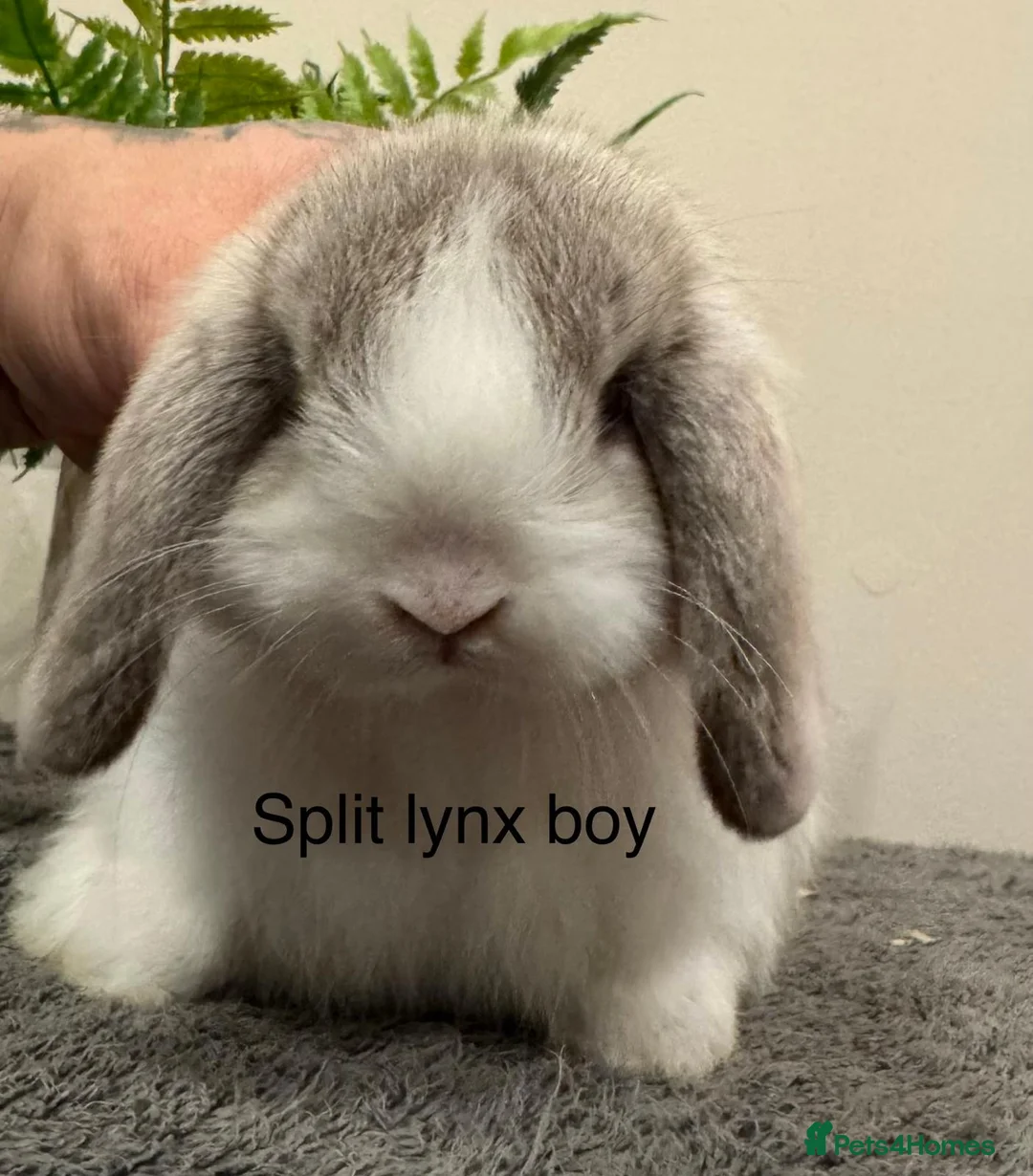 Mini Lop rabbits for sale: Stunning Mini Lops, Ready To Reserve - Advert 2