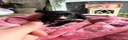 Lurcher dogs for sale: Lurcher  - Advert 8