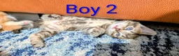 Mixed Breed cats for sale: Gorgeous Tabby Kittens for sale Ready June 17 - Advert 19