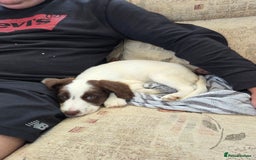 Sprollie dogs for sale: x1 Sprollie puppies ready to go 💙 - Image 16