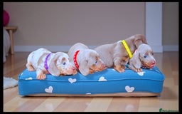 Dachshund dogs for sale: SHOW QUALITY PUPS AVAILABLE  - Image 3