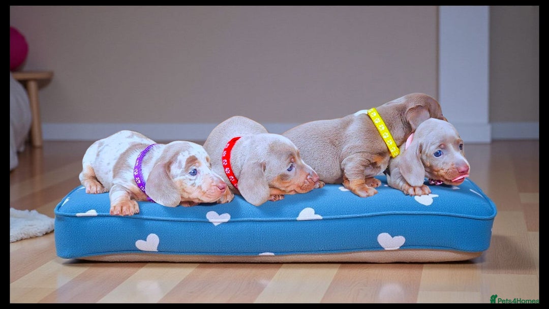 Dachshund dogs for sale: SHOW QUALITY PUPS AVAILABLE  - Image 3