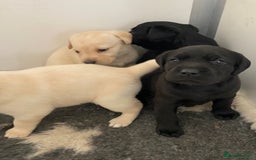 Labrador Retriever dogs for sale: Yellow and Black Labrador puppies  - Image 5