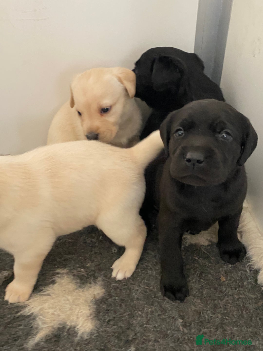 Labrador Retriever dogs for sale: Yellow and Black Labrador puppies  - Image 5