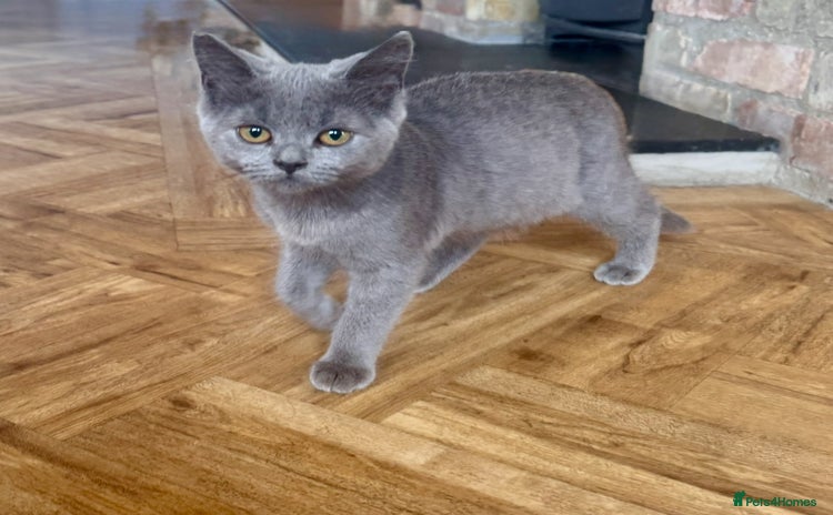 British Shorthair cats - Advert 5