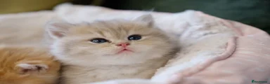 British Shorthair BLUE GOLDEN 