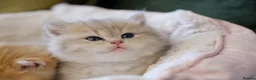 British Shorthair cats for sale: BSH Golden boys TICA Reg  - Advert 36
