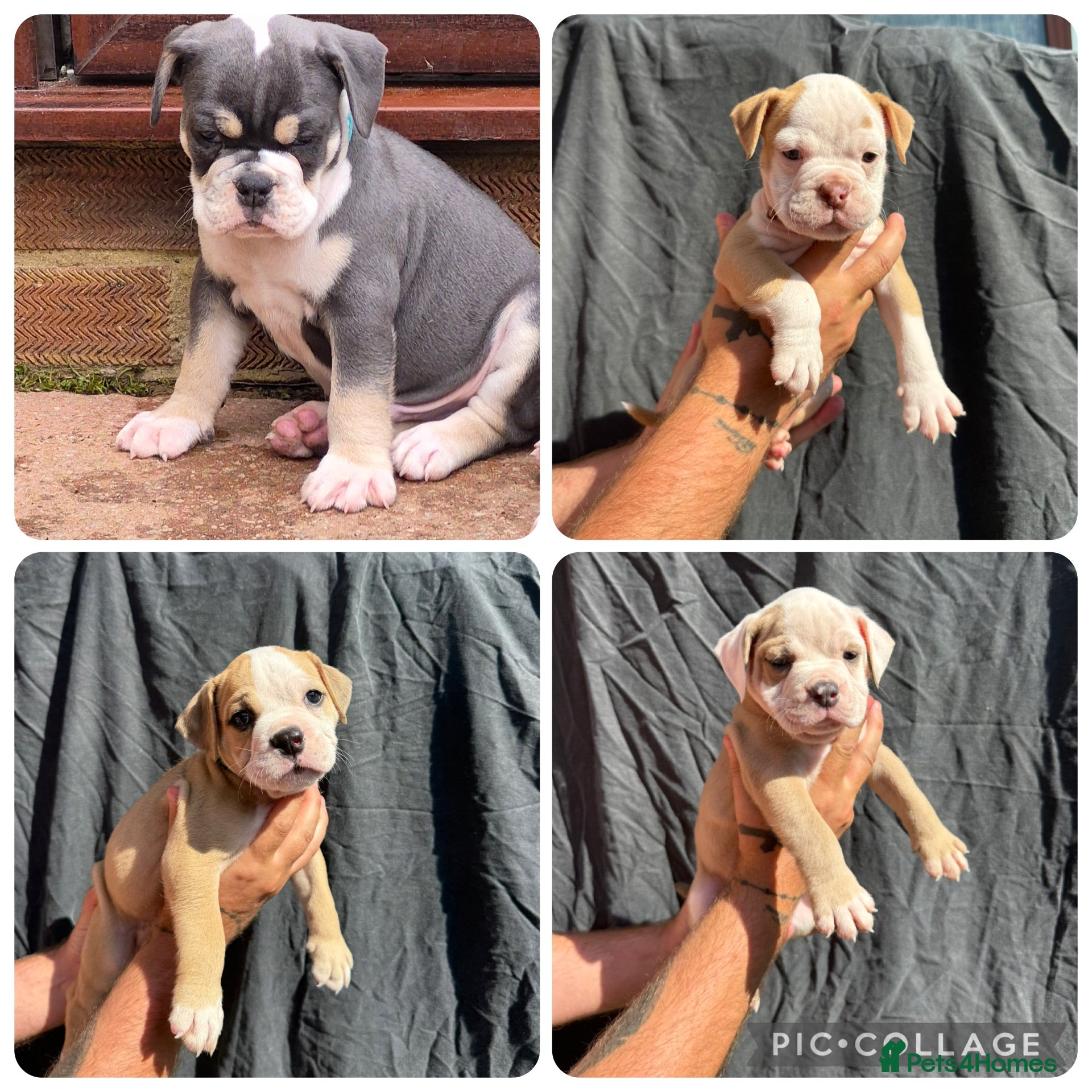 Olde English Bulldogge dogs READY TO LEAVE 4  olde English bulldogs  - Advert 6