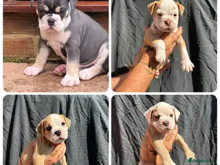 Olde English Bulldogge dogs READY TO LEAVE 4 olde English bulldogs - Advert 6