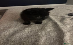 Mixed Breed cats for sale: Gorgeous male fluffs  - Image 7