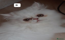 Persian cats for sale: READY NOW. GCCF REGISTERED PERSIAN KITTENS  - Image 6