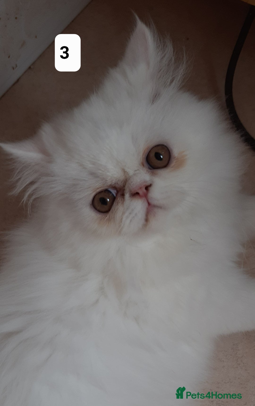 Persian cats for sale: READY NOW. GCCF REGISTERED PERSIAN KITTENS  - Image 6