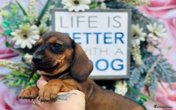 Miniature Dachshund dogs for sale: Wow what a stunning litter - Image 9