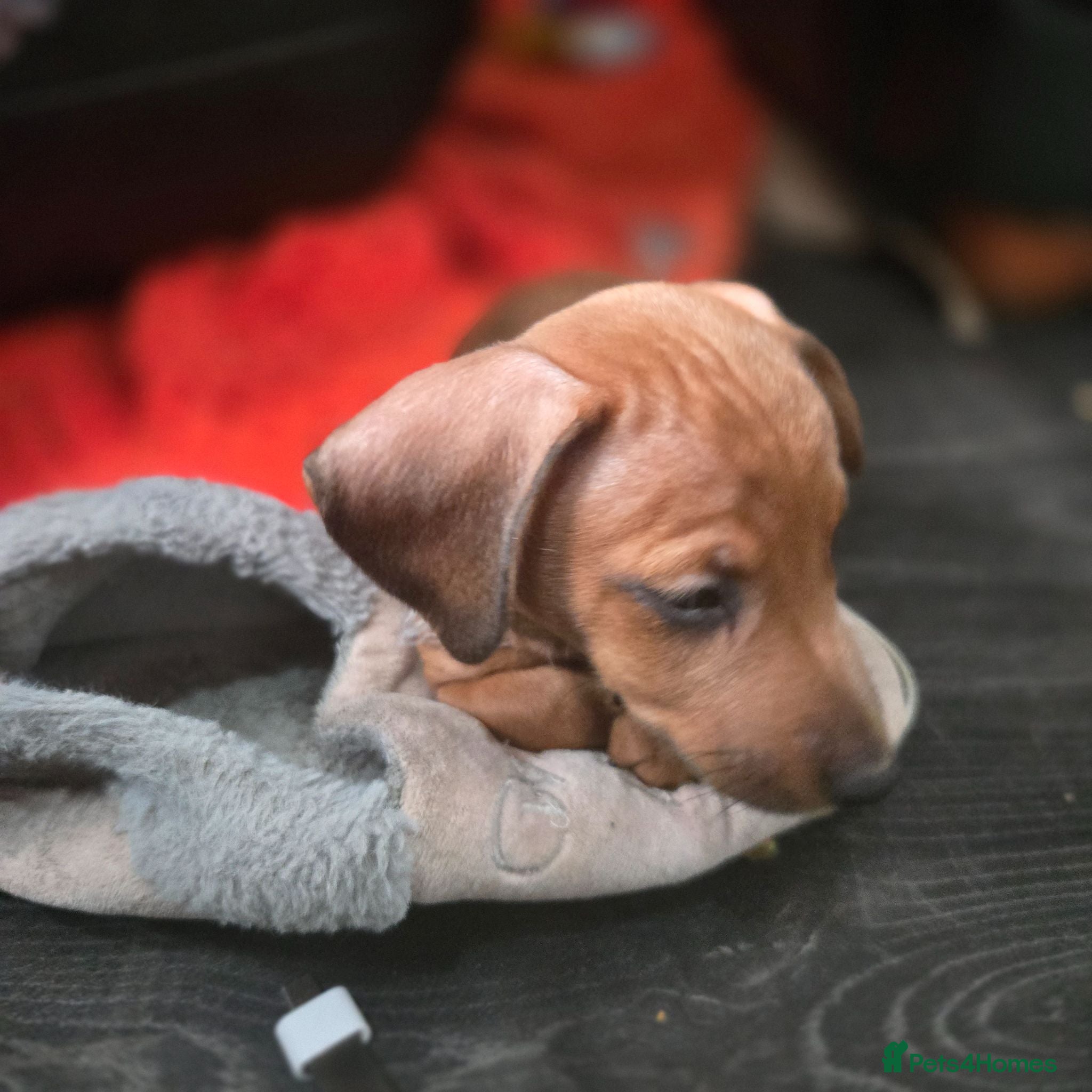 Dachshund dogs Dachshund  - Advert 2