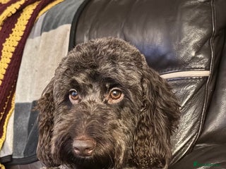 Cockapoo dogs - Advert 35