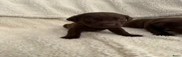 Labrador Retriever dogs for sale: Chocolate Labrador Puppies - Advert 8