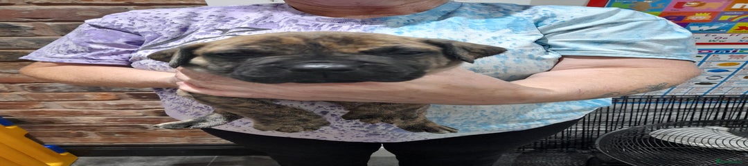 Presa Canario Puppy 1