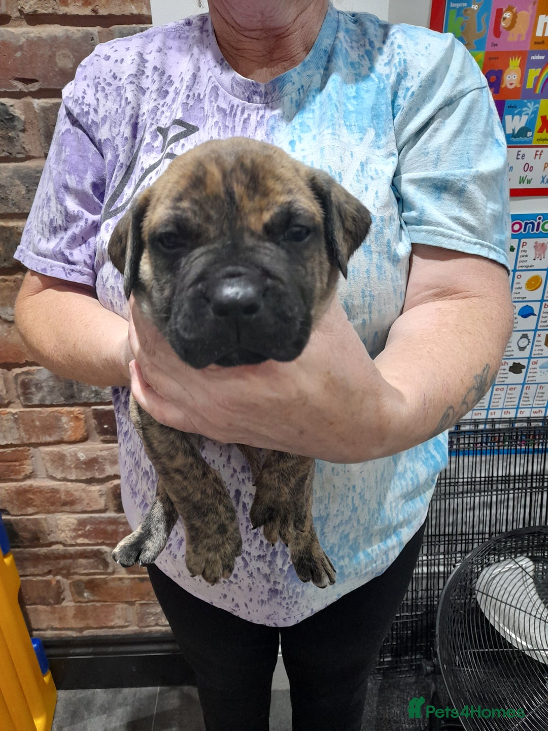 Presa Canario dogs for sale: Presa canario puppies - Image 2