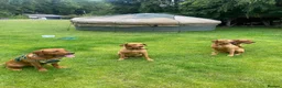 Labrador Retriever dogs for stud: Fox Red Labrador Available for Stud.  - Advert 6