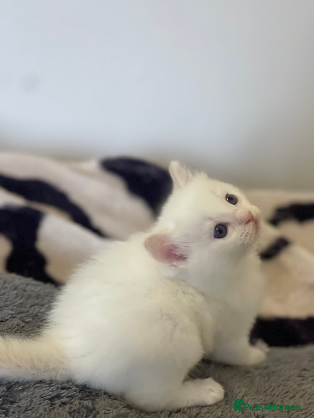 Ragdoll cats for sale: VERY RARE CREAM FLARE BICOLOUR RAGDOLL KITTEN - Image 4